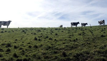 Desarrollo Rural