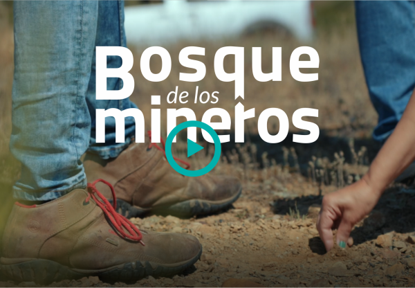 El bosque de los mineros's header image